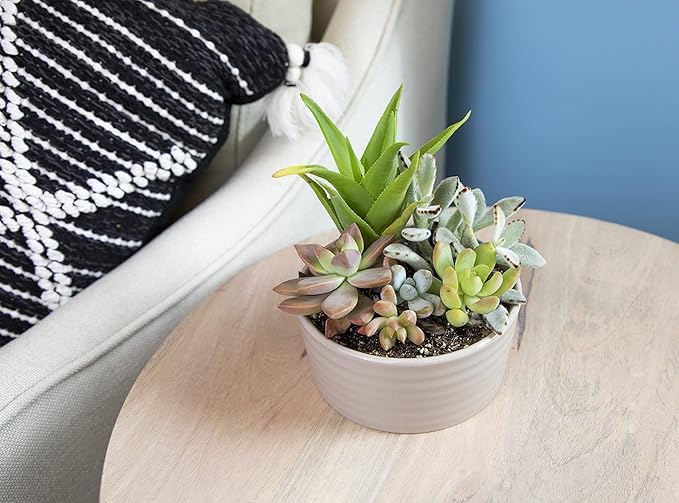 Succulents Plants Live in Garden Succulent Planters, Live Succulent Plants Live Plants in Taupe Planter Pot, Live Succulents Unique Gardening Gifts for Plant Lovers, Succulent Gifts by Plants for Pets