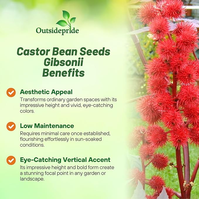 Outsidepride 100 Seeds Annual Ricinus Communis Castor Bean Gibsonii Flower Seeds for Planting