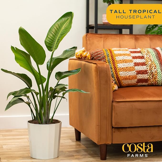 Costa Farms White Bird of Paradise, Strelitzia nicolai, Live Indoor Plant in Décor Planter Pot, Air-Purifying Tropical Houseplant, Housewarming Gift, Living Room, Office, and Home Decor, 3-4 Feet Tall