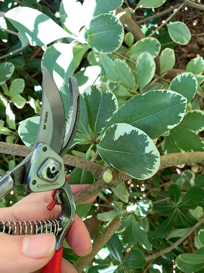 Corona BP15180 Forged Steel ClassicCUT Bypass Hand Pruner - 1 inch Cut Capacity Stem and Branch Garden Shears, Red