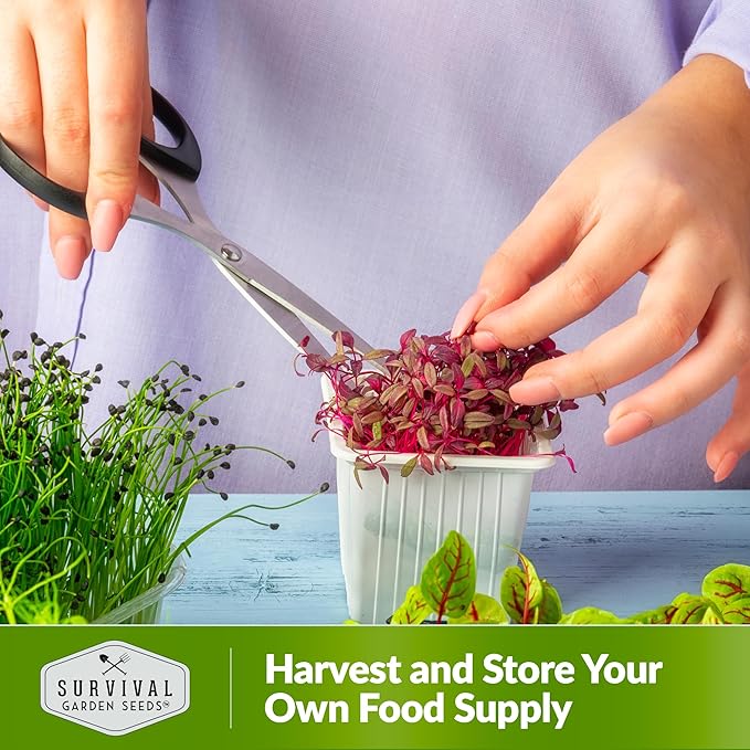 1 Pack Amaranth Microgreens Seeds for Planting and Growing - Plant Green Leafy Micro Vegetable Plants Indoors - Grow A Mini Windowsill Garden - Non-GMO Heirloom - Survival Garden Seeds