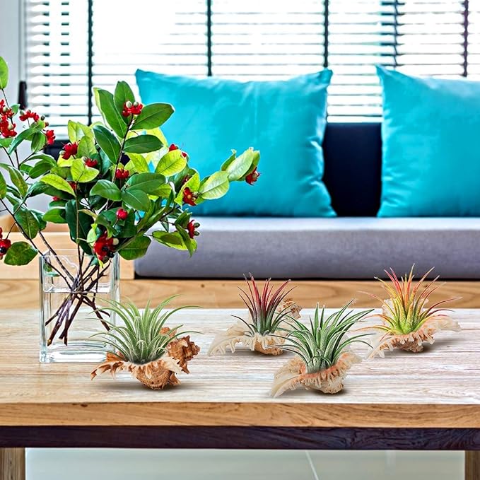 4 Pack Conch Sea Shell Air Plant Holders- 4-5 inches Natural Airplant Pot, Decorative Tillandsia Succulent Display Container for Gardening Gifts Home Table Decors Beach Theme Party, No Plants
