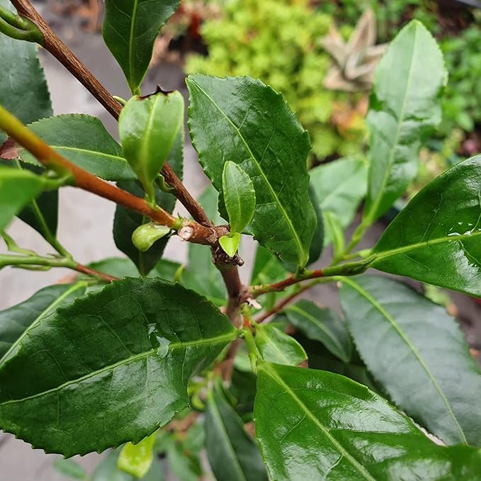 CHUXAY GARDEN Camellia Sinensis-Tea Plant,Tea Shrub,Tea Tree 5 Seeds Evergreen Flowering Plant Drinking Tea Gardening Fast Growing & Maintain