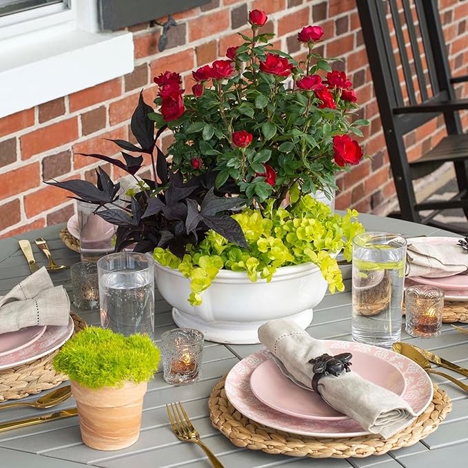 2 Quart Knock Out Rose Petite Shrub