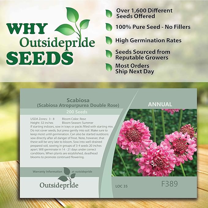 Outsidepride 200 Seeds Perennial Rose Scabiosa Pincushion Flower Seeds for Planting