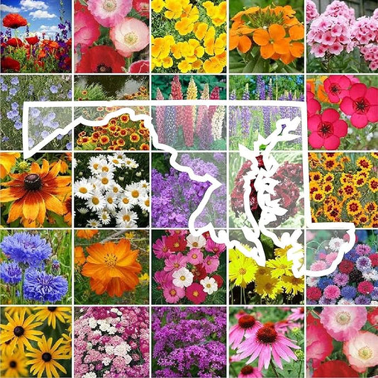Eden Brothers Maryland Wildflower Mixed Seeds for Planting, 1 lb, 480,000+ Seeds with Shasta Daisy, Cornflower | Attracts Pollinators, Plant in Spring or Fall, Zones