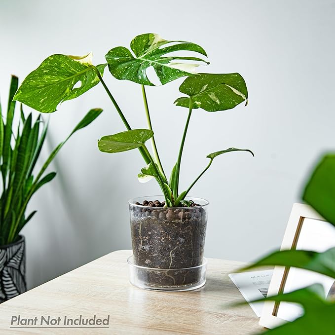 Phoenix Vine 6.5 InchClear Acrylic Planter Pot with Tray, Orchid Pot with Drainage Holes, Deep Saucer for Bottom Watering, Transparent Containers for Indoor Plants, Herbs, Set of 2, 91-A-F-2