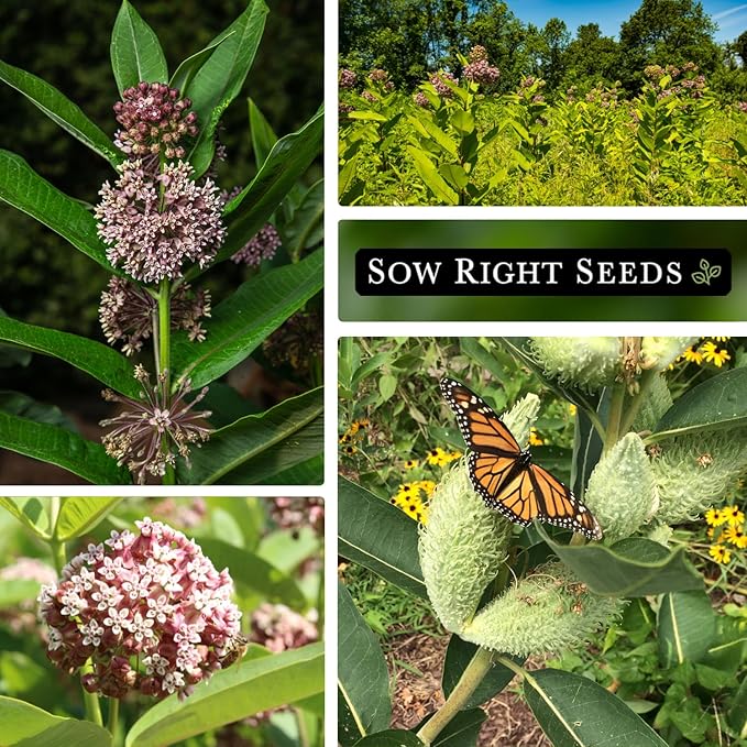 Sow Right Seeds - Common Milkweed Seeds for Planting - Attract Monarch Butterflies to Your Garden - Non-GMO Heirloom Seed Packet with Full Instructions to Plant - Perennial Plant for Pollinators (4)