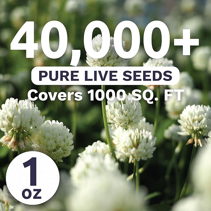 White Dutch Clover - Large 1 Ounce Packet - 40,000 Flower Seeds for Planting - Trifolium repens