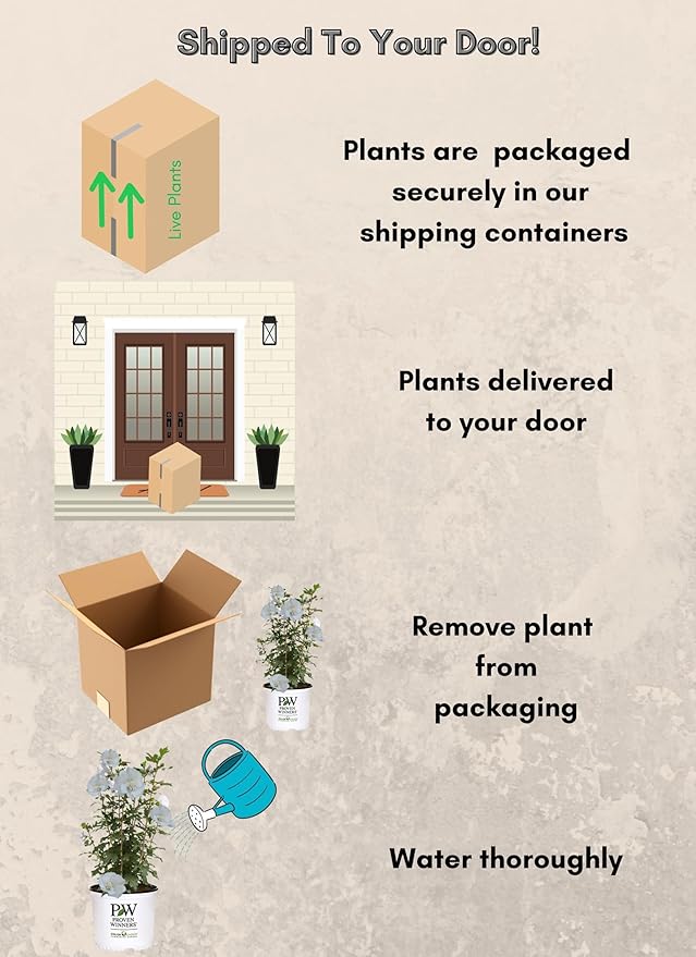 2 Gallon Proven Winners Hibiscus White Pillar Shrub