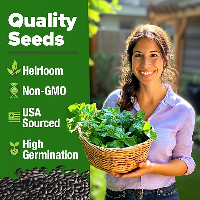 HOME GROWN Peppermint Seeds Pack – 2,370 Non-GMO, Heirloom Mint Seeds for Planting. Grow Peppermint Plants in Your Herb Garden Indoors or Outdoors (Mentha × piperita)