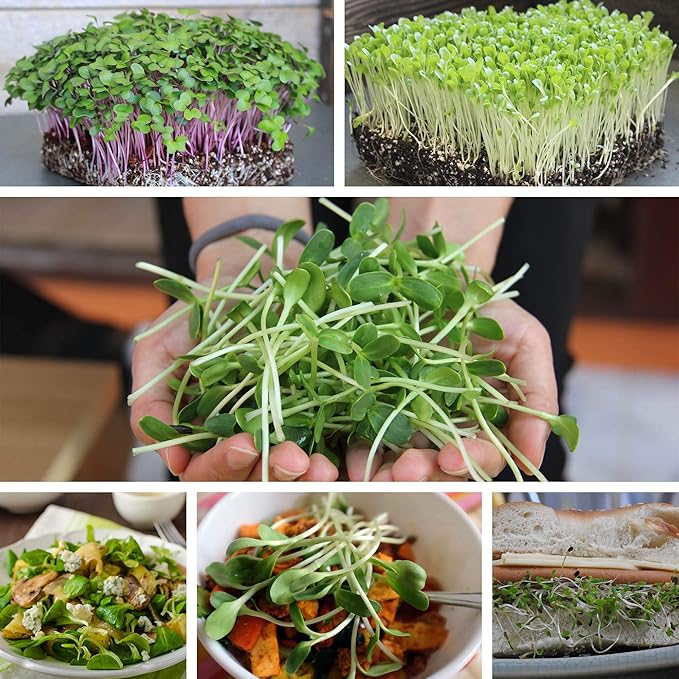 Slow Bolt Cilantro Herb Garden Seeds - 1 Oz ~2,500 seeds - Non-GMO Heirloom Slow Bolt Cilantro Herb Seeds (Coriander) - Outdoor Garden, Indoor Gardens, Countertop Microgreens, Organic Micro Greens Kit