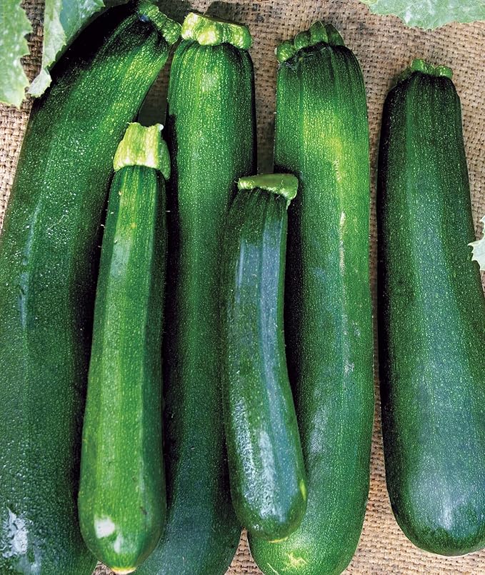Burpee Super Sweet 100' Hybrid Cherry Tomato, 50 Seeds & Black Beauty Zucchini Summer Squash Seeds 100 Seeds