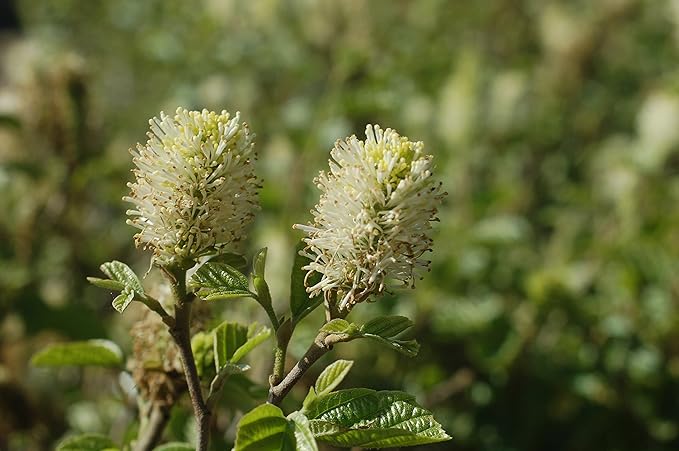Fothergilla major 'Mt. Airy' (Fothergilla) Shrub, white flowers, #3 - Size Container