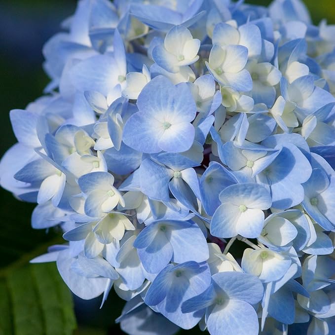 Endless Summer Original Hydrangea, 1 Gal, Blue