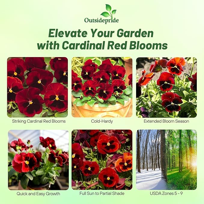 Outsidepride 1000 Seeds Viola Pansy Red Alpenglow Flower Seeds for Planting