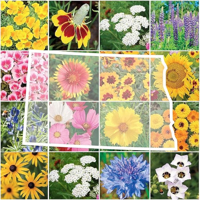 Eden Brothers North Dakota Wildflower Mixed Seeds for Planting, 1/4 lb, 120,000+ Seeds with Calendula, Sunflower | Attracts Pollinators, Plant in Spring or Fall, Zones