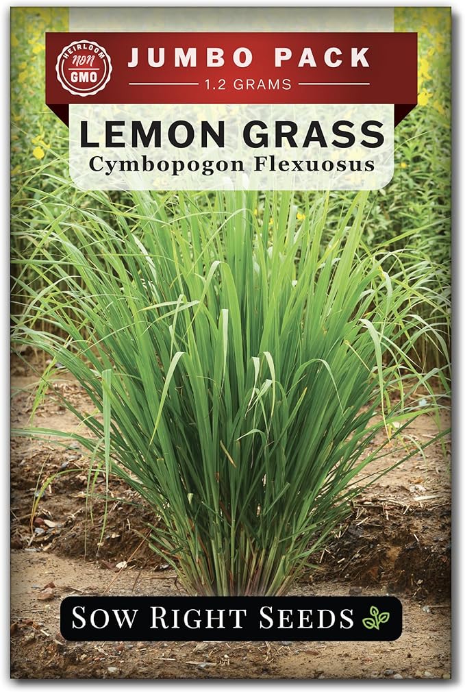 Sow Right Seeds - Lemon Grass Seed for Planting - 1600 Seeds, 1.2 Grams, Non-GMO Heirloom Bulk Jumbo Pack with Instructions to Plant and Grow an Herb Garden - Grow Loads of This Culinary Herb