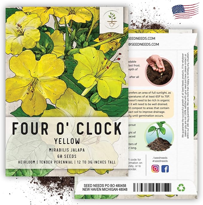 Seed Needs, Yellow Four O' Clock Seeds - 60 Heirloom Seeds for Planting Mirabilis Jalapa - Tender Perennial Flowers to Attract Butterflies, Hummingbirds & Other Pollinators (2 Packs)