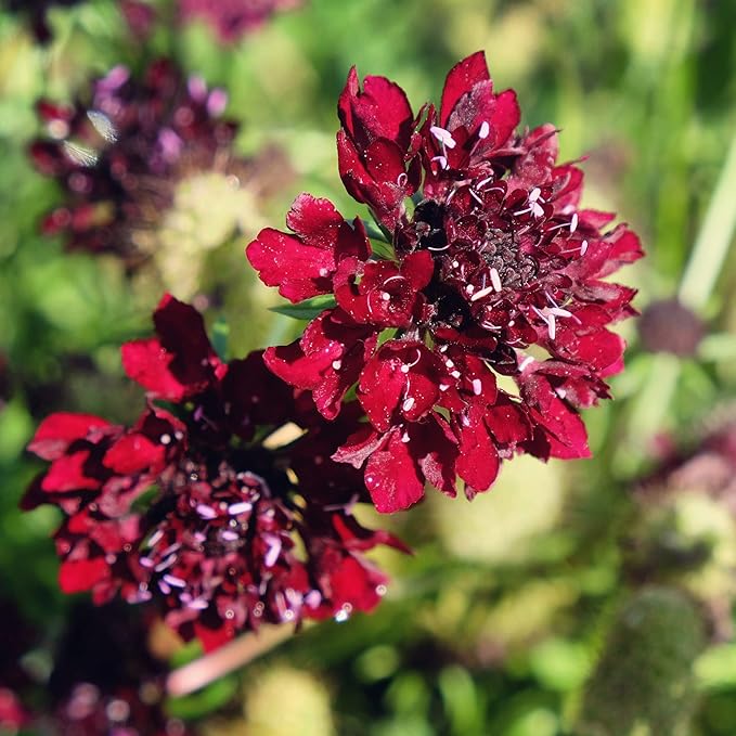 Outsidepride 400 Seeds Perennial Red Scabiosa Pincushion Flower Seeds for Planting