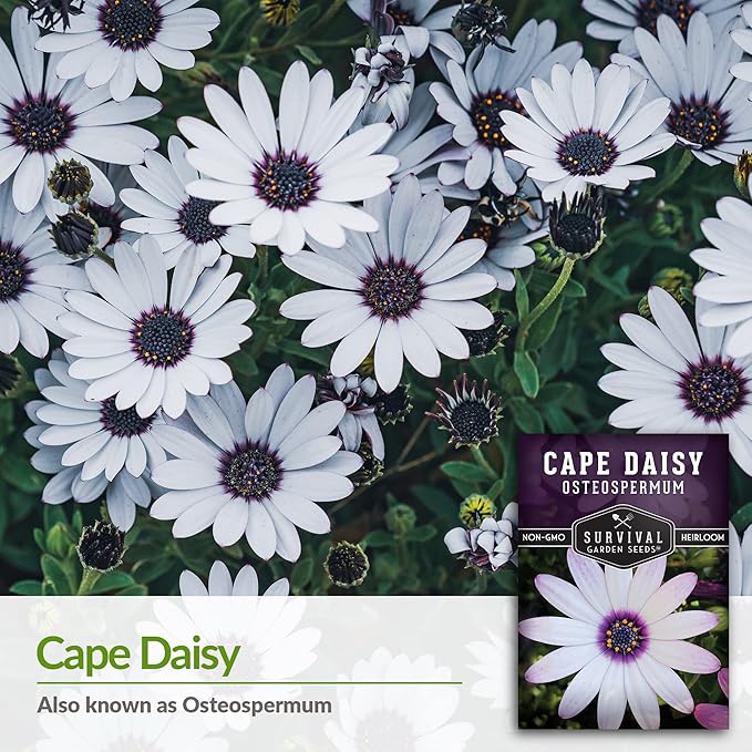 2 Packs Cape Daisy Seed for Planting - Packet with Instructions to Grow Beautiful White & Purple Osteospermum in Your Home Flower Garden - Non-GMO Heirloom Variety - Survival Garden Seeds