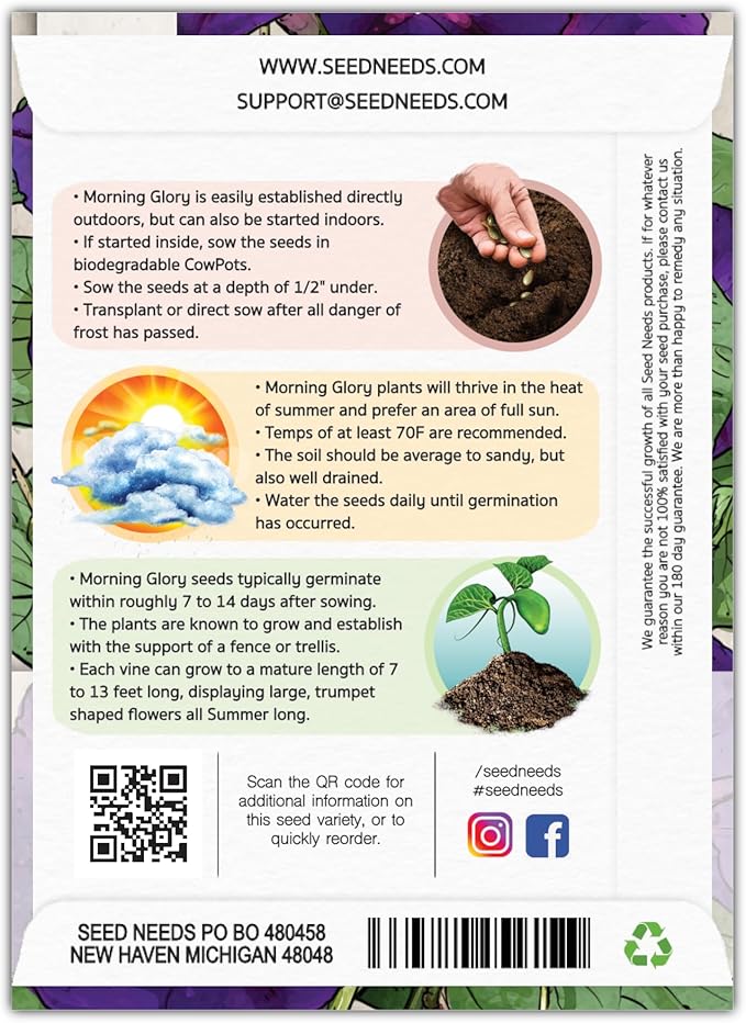 Seed Needs Black Kniolas Morning Glory Seeds for Planting - Heirloom & Open Pollinated Annual Vines - Cover a Fence or Trellis in Deep Purple Almost Black Flowers (1 Pack)