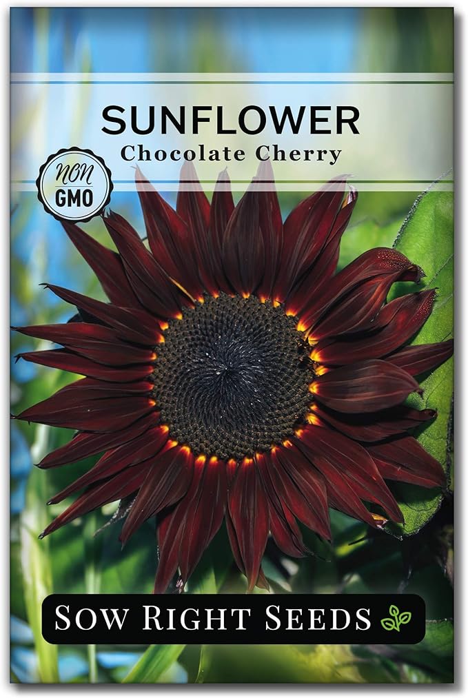 Sow Right Seeds - Chocolate Cherry Sunflower Seeds for Planting - Non-GMO Heirloom Packet with Instructions for Growing - Beautiful Giant Flower - Rare Burgundy and Dark Brown Petals (1)