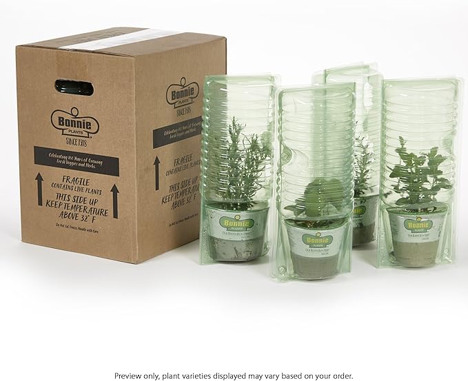 Bonnie Plants Sun Sugar Yellow Cherry Tomato - 4 Pack Live Plants, Disease Resistant, 7 - 9 Ft. Tall Plants, Great For Salads & Snacking