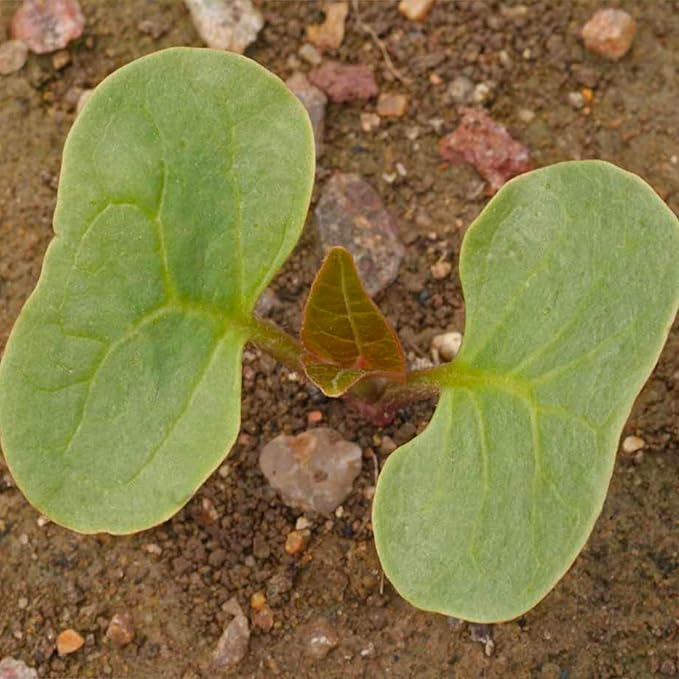 Seed Needs, Yellow Four O' Clock Seeds - 60 Heirloom Seeds for Planting Mirabilis Jalapa - Tender Perennial Flowers to Attract Butterflies, Hummingbirds & Other Pollinators (2 Packs)