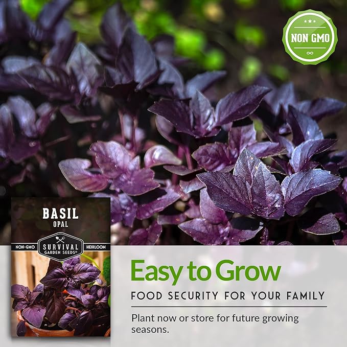 Survival Garden Seeds - Opal Basil Seed for Planting - 3 Packs with Instructions to Plant and Grow Delicious & Unique Purple Basil Herb Plants in Your Home Vegetable Garden - Non-GMO Heirloom Variety