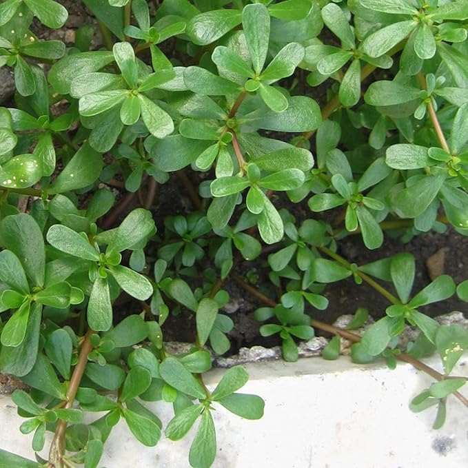 Portulaca Oleracea Seeds Purslane, Verdolaga Succulent Annual Culinary Uses Rich in Vitamins Hardy Drought Tolerant Garden Outdoor 3000Pcs Herb Seeds by YEGAOL Garden