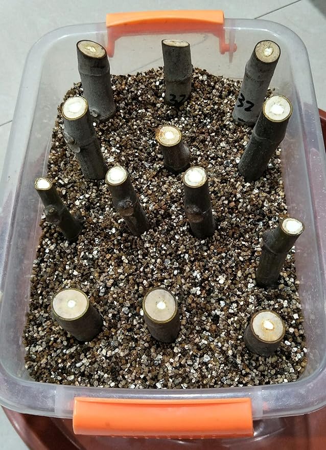 30QT Organic Vermiculite Granules for Plants and Gardening