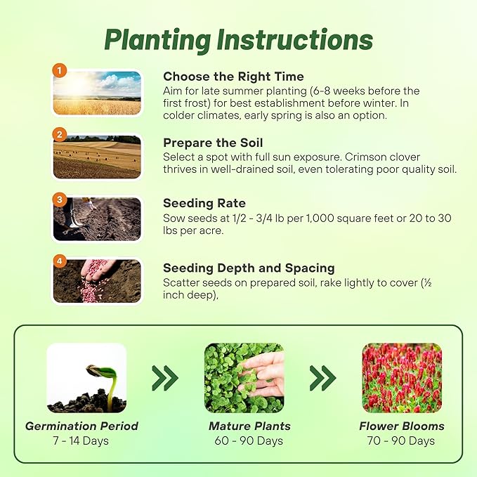 Outsidepride Crimson Clover Seeds - 40 lbs. Annual, Nitrocoated, & Inoculated Ground Cover Seeds, Ideal Clover Seed for Lawn, Cover Crop, Pasture, Hay, Green Manure & Wildlife Forage