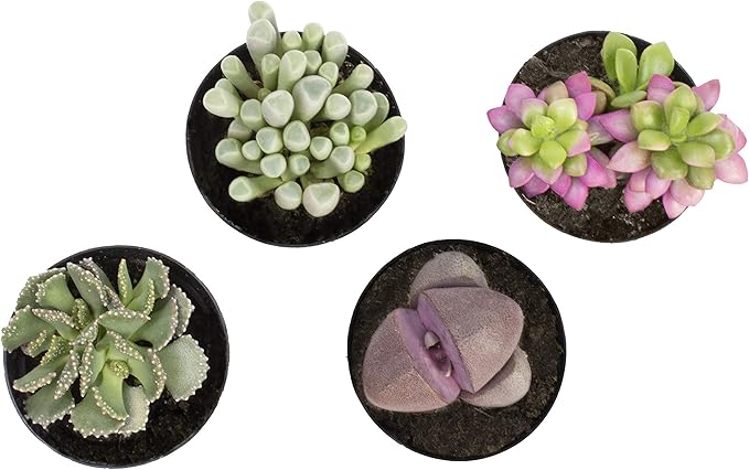 Altman Plants, Mimicry Succulents Plants Live Mini Succulents (4 Pack), Lithops Live Plants Outdoor or Live Indoor Plants, Living Stones Succulent Plants Live Houseplants, Succulent Plant House Plants