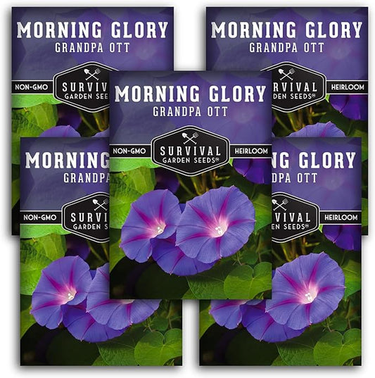 Survival Garden Seeds - Grandpa OTT Morning Glory Seed for Planting - 5 Packs with Instructions to Plant and Grow Ipomoea Purpurea in Your Home Vegetable Garden - Non-GMO Heirloom Variety