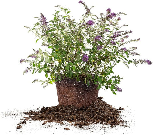 Perfect Plants Nanho Butterfly Bush Fast Growing Extraordinary Bright Purple Flowers, 3 Gal, Low Maintenance