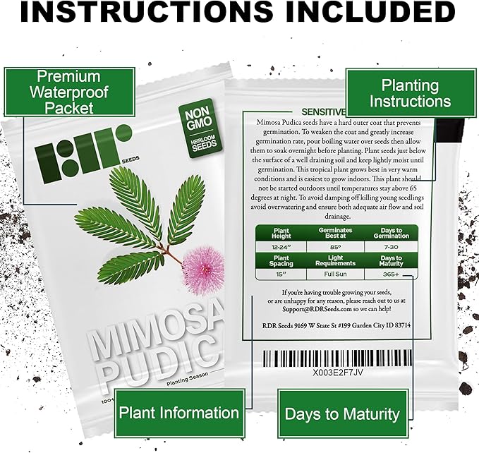 100 Sensitive Plant Seeds for Planting - Exotic Flower Seeds - Mimosa Pudica Seeds AKA Moving Plant, Shy Plant, Shameful Plant, Touch-me-not - by RDR Seeds