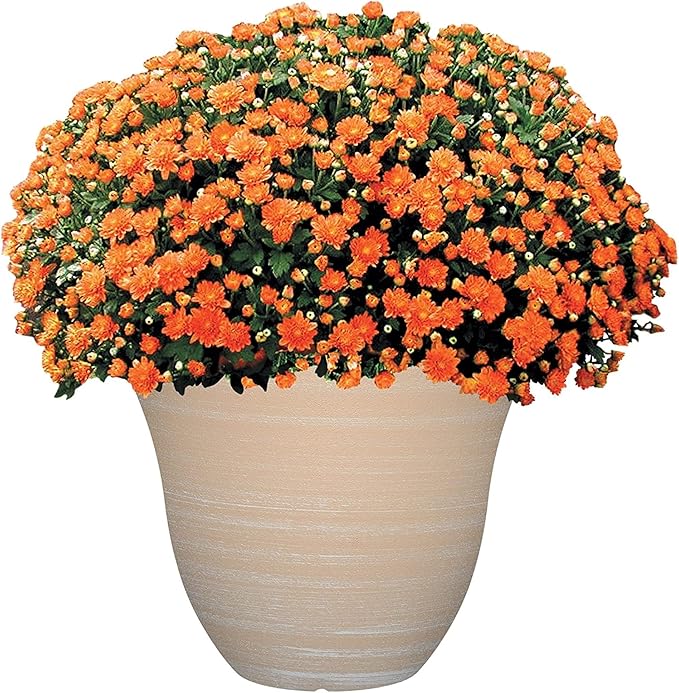 Classic Home and Garden Honeysuckle Resin Flower Pot Planter, Beige, 13"