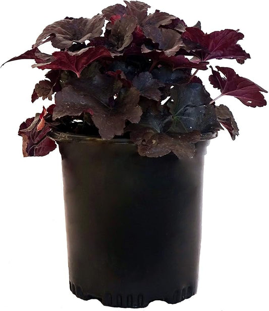 Heuchera 'Black Sea' (Coral Bells) Perennial, dark purple foliage, 1 - Size Container