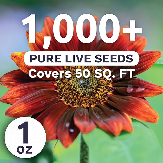 Velvet Queen Sunflower - Large 1 Ounce Packet - 1,000 Flower Seeds for Planting - Helianthus annuus