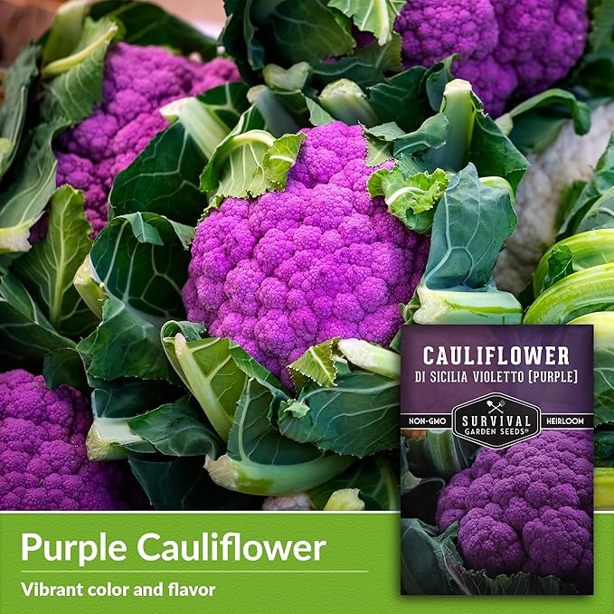 Di Sicilia Violetto Purple Cauliflower Seed for Planting - 5 Packets with Instructions to Plant & Grow Unique Cauliflower Plants in Your Home Garden - Non-GMO Heirloom Variety - Survival Garden Seeds
