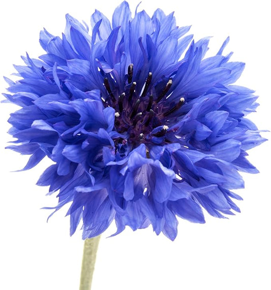 200 Dwarf Bachelor Button Seeds for Planting - Heirloom Non-GMO USA Grown Cornflower Seeds for Planting - Centaurea Cyanus Blue Flowers