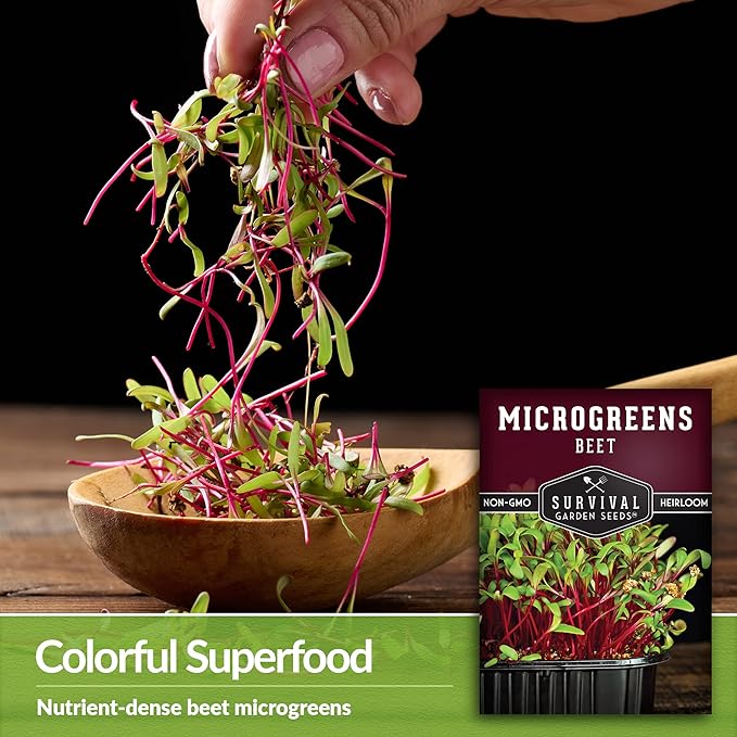 1 Pack Beet Microgreens Seeds for Planting and Growing - Plant Green Leafy Micro Vegetable Plants Indoors - Grow Your Own Mini Windowsill Garden - Non-GMO Heirloom - Survival Garden Seeds