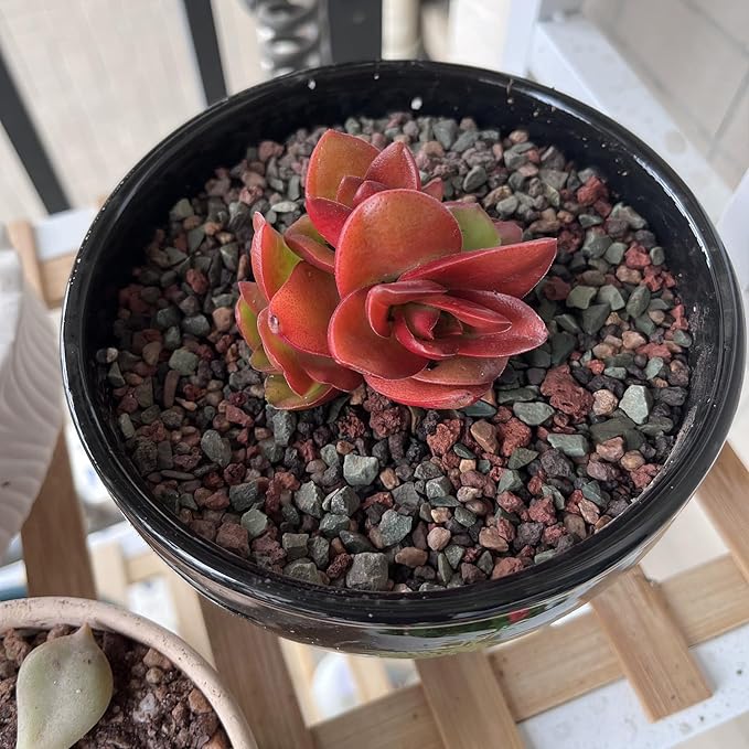 5 lbs Succulent Cactus Soil Potting Mix,1/4 inch Pumice Pebbles Mix Horticultural Lava Rock for Indoor Plants, Bonsai, Orchid