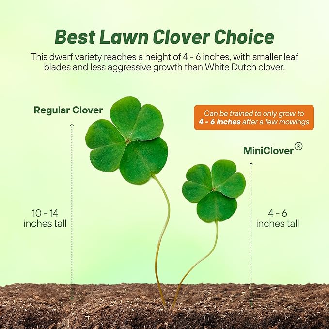 Outsidepride Perennial White MiniClover Seed - 1 lb. Dwarf, Small-Leaved, Drought & Wear-Tolerant Micro Clover Seeds for Lawn, Ideal Low-Maintenance & Easy to Grow Ground Cover Seeds for Home Yard