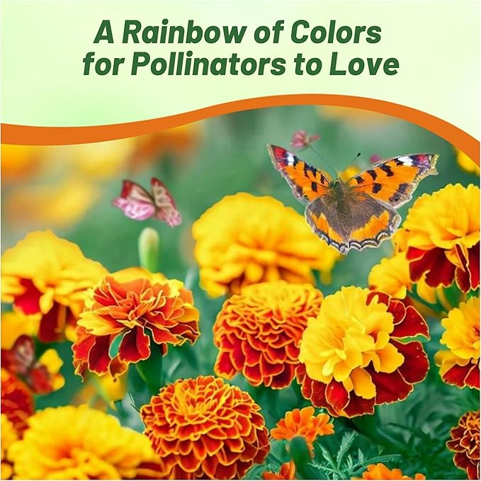 Outsidepride French Marigold Seeds Mix - 1/4 Lb. Annual, Compact, Heat & Drought Tolerant Flower Seeds for Planting w/Orange & Yellow Prolific Blooms, Ideal for Vibrant Pollinator Gardens