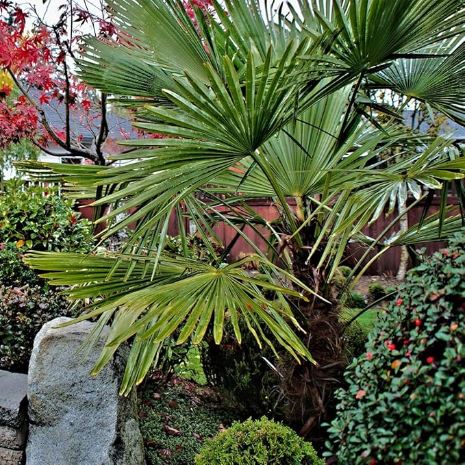 American Plant Exchange Windmill Palm Tree, Cold Hardy, Drought Tolerant, Easy to Care Tropical Live Plant for Outdoor Landscapes, 3 Pack of 4 Pots