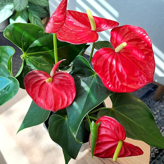 6" Red Anthurium Live Plant Decor, Live House Plants, Anthuriums Live Plants Indoor Plants Live Houseplants, Real Plants Indoor Live Plants, Easy Plant Lover Gifts for Plant Lovers by Plants for Pets