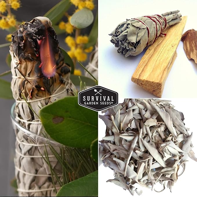 Survival Garden Seeds - 2 Packs White Sage Seed for Planting - Grow Sustainable Smudging Herbs - Packet with Instructions to Plant & Grow in Your Home Garden - Non-GMO Heirloom Variety