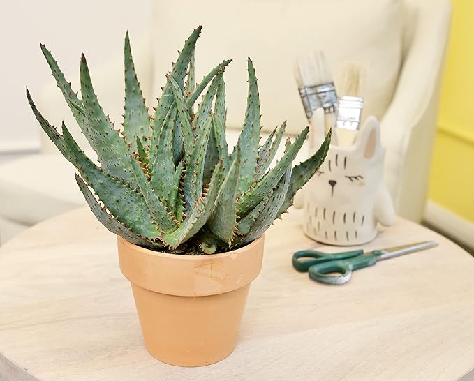 Live Aloe Plant Succulents, Succulents Plants Live in Potting Soil Mix, Potted Succulents Live Plants, Star Aloe Plants Live with Cacti Pots, Cactus Plants Live Succulent Plants by Plants for Pets